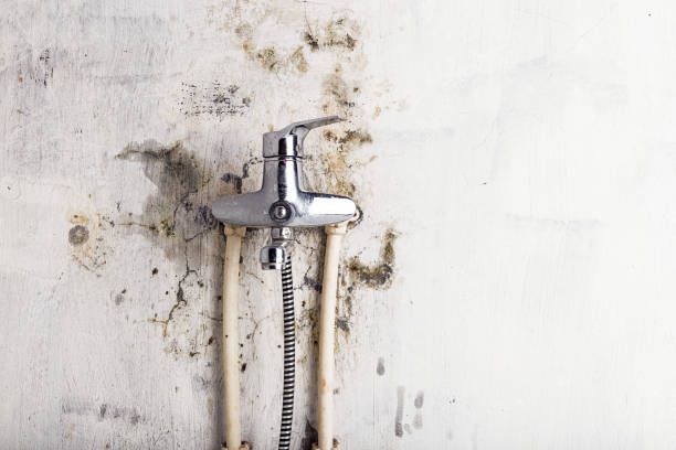 Best Toxic Mold Removal  in Matta, WA