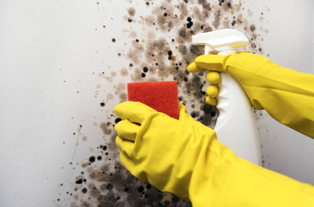 Best Attic Mold Removal  in Matta, WA