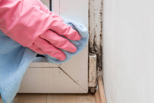 Best Mold Remediation Services  in Matta, WA