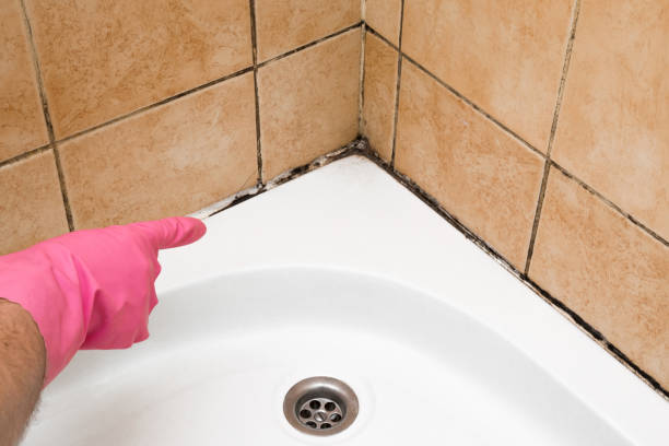 Mold Removal and Inspection in Mattawa, WA